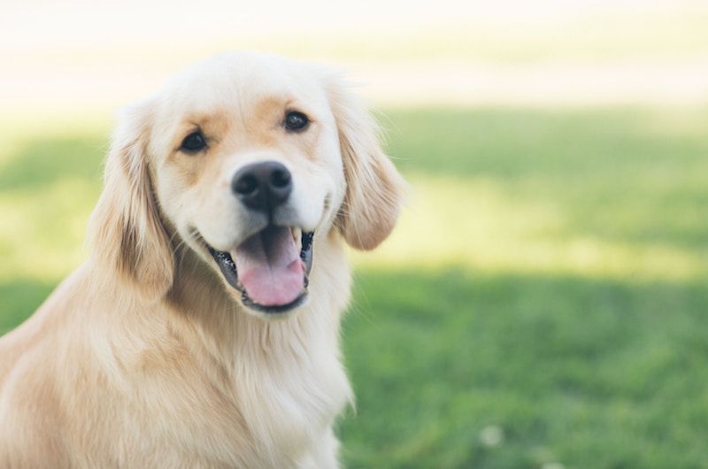 How Therapy Pets Can Brighten a Senior's Day